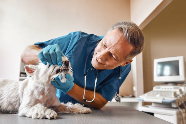Best After-Hours Dental Care in Jacksboro, TX